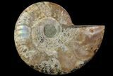Agatized Ammonite Fossil (Half) - Madagascar #83831-1